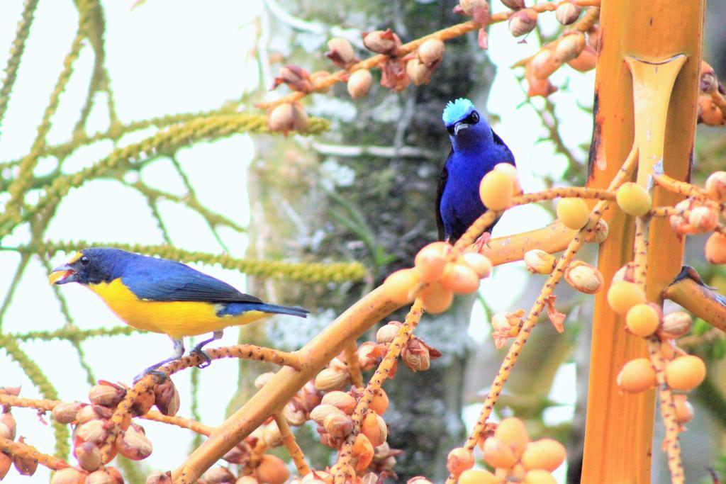 Hotel Monte Real La Fortuna Dış mekan fotoğraf