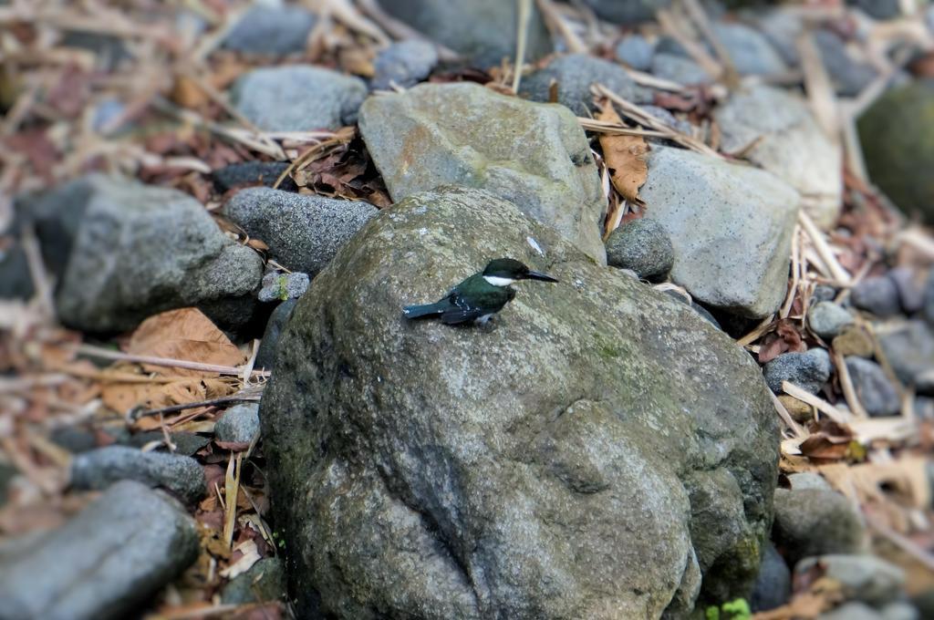 Hotel Monte Real La Fortuna Dış mekan fotoğraf